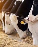 Cows