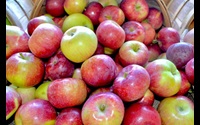A display of red ripe Macoun apples - a sweet crisp eating apple from the Hudson Valley of New York State.