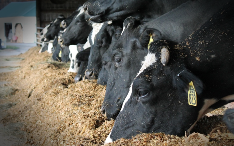 Cows