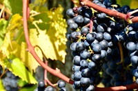 Close up of wine grapes on vine, during harvest season. Finger Lakes winery grape harvest